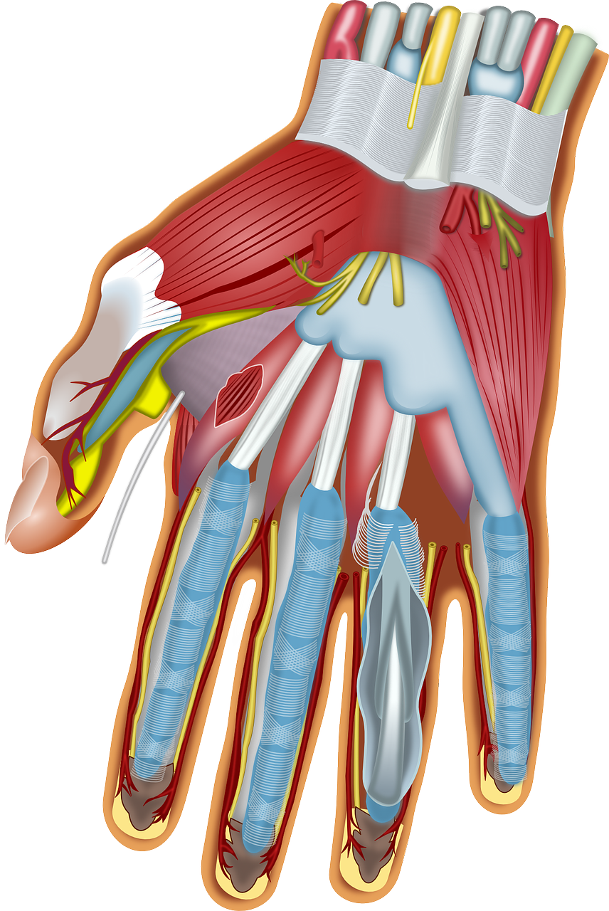 Tendon Bağ Yaralanmaları ve Onarımı